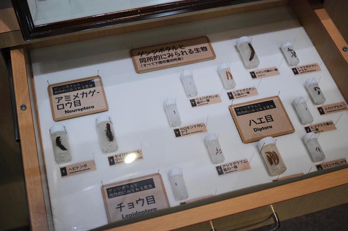 ゲンジボタルの幼虫と水生昆虫 | 豊田ホタルの里ミュージアム［展示物サイト］の画像4