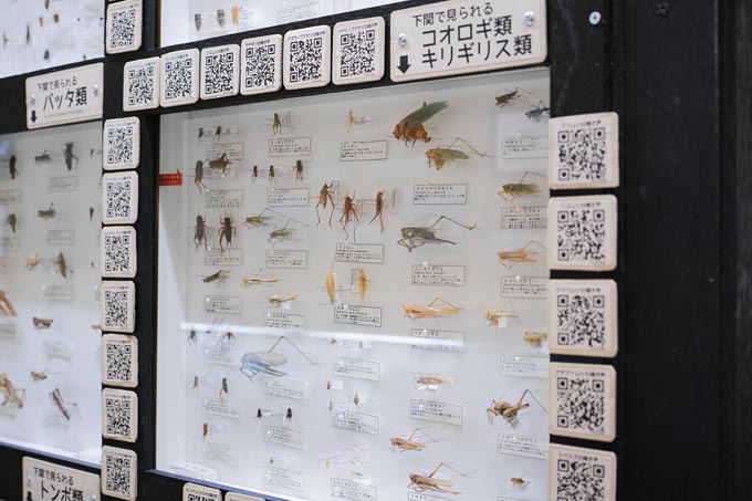 下関の身近な昆虫と世界の有名な昆虫 | 豊田ホタルの里ミュージアム［展示物サイト］の画像1