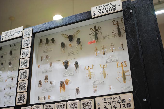下関の身近な昆虫と世界の有名な昆虫 | 豊田ホタルの里ミュージアム［展示物サイト］の画像2