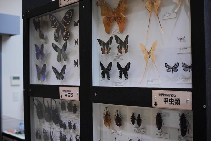 下関の身近な昆虫と世界の有名な昆虫 | 豊田ホタルの里ミュージアム［展示物サイト］の画像4