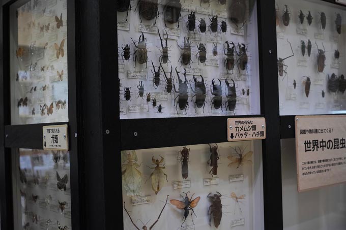 下関の身近な昆虫と世界の有名な昆虫 | 豊田ホタルの里ミュージアム［展示物サイト］の画像5