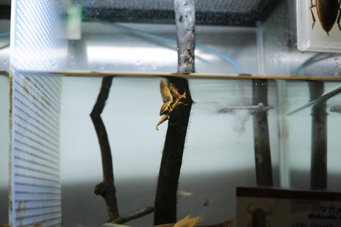 下関の水生昆虫 | 豊田ホタルの里ミュージアム［展示物サイト］の画像2