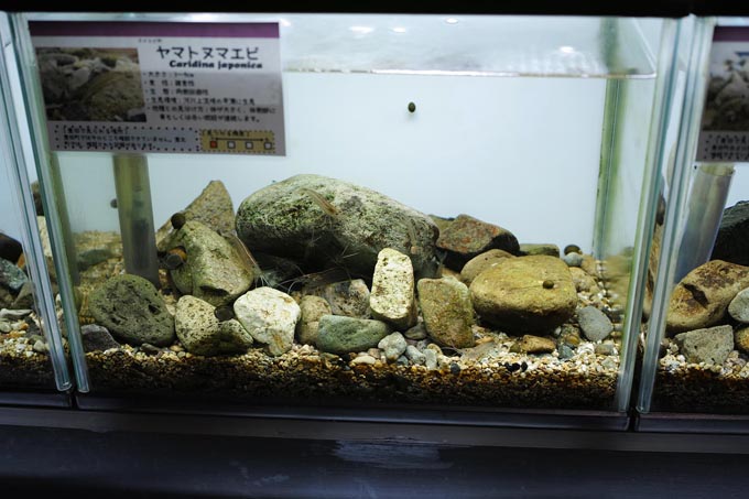 下関の淡水エビとカニ | 豊田ホタルの里ミュージアム［展示物サイト］の画像2