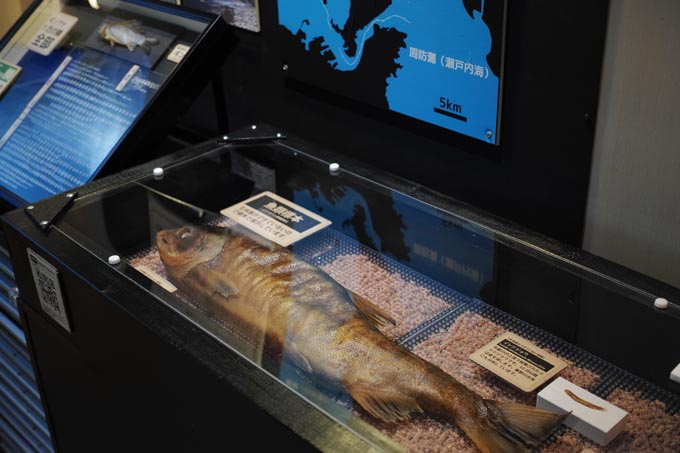下関の淡水魚 | 豊田ホタルの里ミュージアム［展示物サイト］の画像2