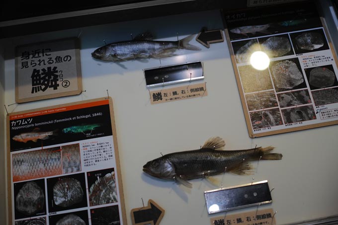 下関の淡水魚 | 豊田ホタルの里ミュージアム［展示物サイト］の画像3