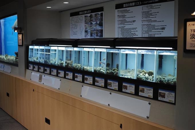 下関の淡水魚 | 豊田ホタルの里ミュージアム［展示物サイト］の画像4