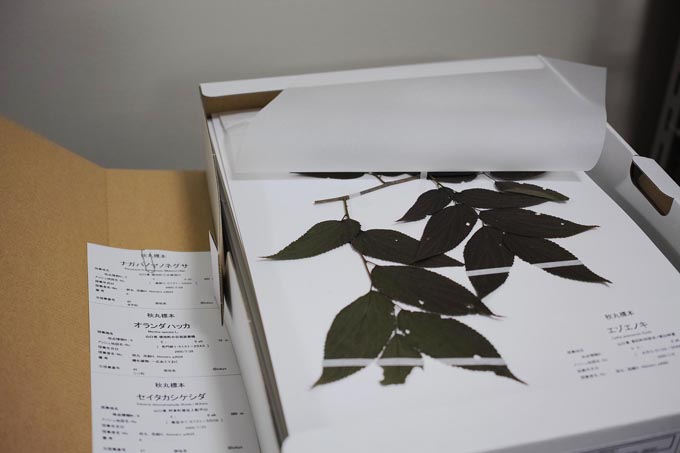 植物標本 | 豊田ホタルの里ミュージアム［展示物サイト］の画像3