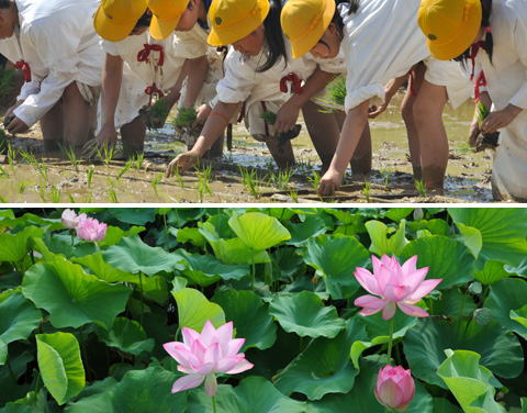 image:Training Plot & Lotus Pond