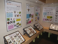 擬態各種の展示の画像1