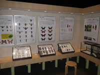 擬態各種の展示の画像2