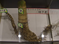​展示（モウソウチクの地下茎）の画像