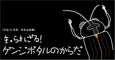 企画展関連の画像