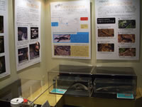 展示風景（外国産2種の標本）の画像