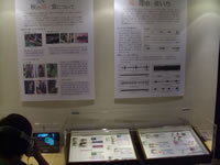 キリギリス科を種とした音声、標本展示の画像