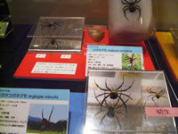 標本展示 （コガネグモは、乾燥標本に際し脱色防止処理を施したため縮んでしまったので、液浸標本も展示。他は、乾燥のみ）の画像