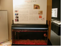 ​オウムガイの生体展示の画像