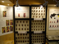 日本に分布するタガメとタイワンタガメの標本展示の画像