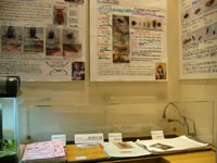 タガメ里親の飼育記録パネルと飼育記録などの展示の画像