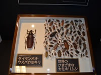 テーマ展関連の画像7