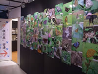 展示風景（蝶の生態写真）の画像