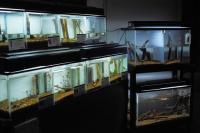 下関の水生昆虫 | 豊田ホタルの里ミュージアム［展示物サイト］の画像1
