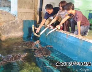 魚のエサやり体験