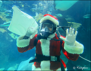 サンタダイバー