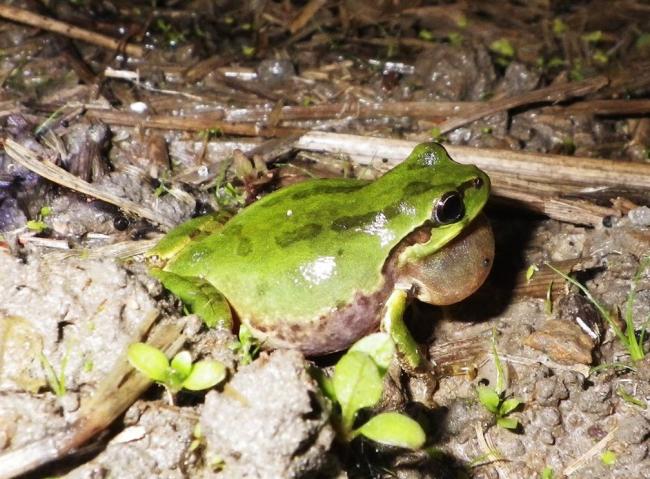 教材 鳴く生き物のかるたシリーズ 1 蛙の鳴き声かるた 下関市