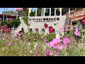 【第47回下関市緑化祭】オーヴィジョン海峡ゆめ広場　花と緑の装飾の画像